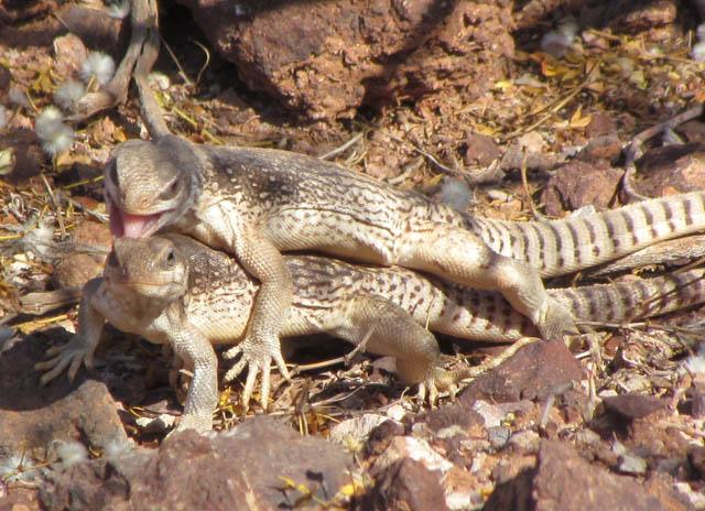 Desert Iguanas
